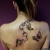 00244 - ink4skin